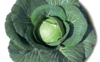 Свежая капуста ЭЛИЗА F1