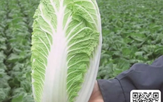 Рука держит головку капусты на фоне поля - ЭМИКО