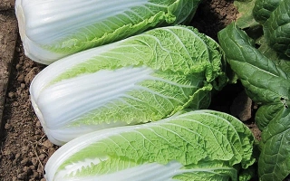 Свежие головки капусты на грядке - ЭНДУРО