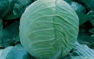 Свежая капуста сорта Эрдено F1 на фоне листьев