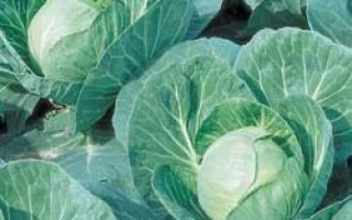 Свежая капуста сорта Эрма РЦ F1 на грядке