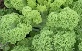 Свежая капуста Эстафета на грядке