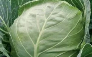 Свежая капуста - Этма РЦ F1