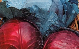 Пакет семян капусты краснокочанной Фаберже