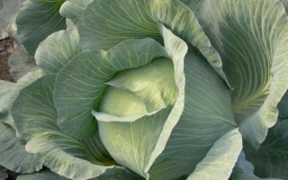 Свежая капуста на фоне поля - ФАЙТЕР F1