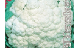 Семена капусты Flamingo на зеленом фоне - Фламинго