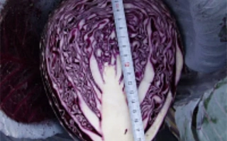 Красная капуста с линейкой для измерения размера - ФУЭГО