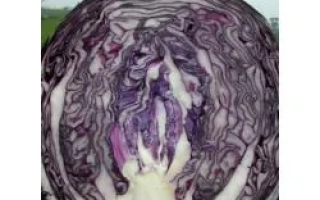 Срез красной капусты сорта ФУЕГО F1