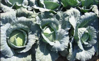 Фото капусты на поле без названия продукта - Габриель F1