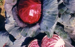 Красная капуста сорта Гако 741 на грядке