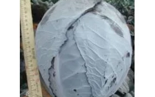 Кочан капусты сорта ГАРАНСИ F1, измеренный линейкой на фоне поля