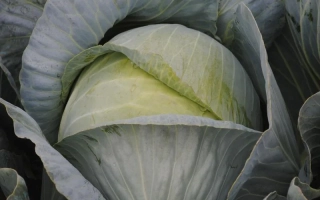 Свежая капуста с плотно сомкнутыми листьями - Гарантия F1