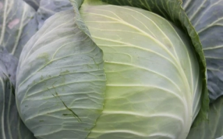 Свежая капуста сорта ГАРАТ