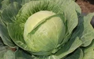 Свежая капуста сорта ГАРДИАН F1