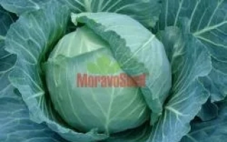 Капуста сорта Гелиос F1 с логотипом MoravoSeed
