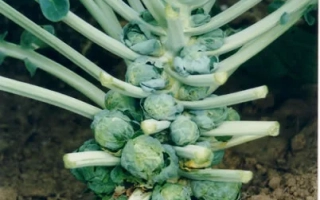 Капуста Брюссельская на гряде - Геркулес 1342