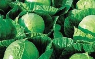 Свежая капуста на грядке - Гермес F1