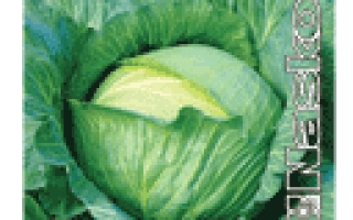 Семена капусты GILEYa F1 на зеленом фоне - ГИЛЕЯ F1