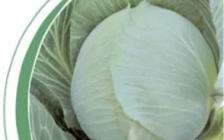 Белокочанная капуста на зеленом фоне - Гилсон F1