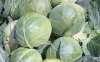 Свежая капуста ГЛОУБ МАСТЕР F1 | GLOBE MASTER F1