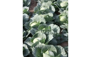 Голден Кросс F1 | Golden Cross F1 — капуста в поле