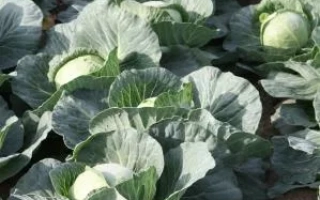 Поле капусты сорта ГОЛДЕН КРОСС F1