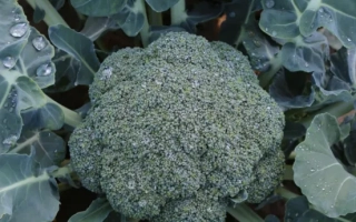 Свежая капуста брокколи на грядке - ГОНГГА