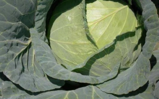 Свежая капуста сорта ГРАНДСЛАМ F1