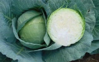 Свежая капуста с разрезанным центром, демонстрирующая внутреннюю структуру - ГРИН БОЙ F1