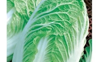 Семена капусты пекинской ХАРБИН на упаковке с изображением кочана