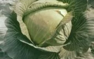 Свежая капуста сорта Харьковская Зимняя