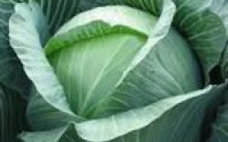 Свежая капуста без названия продукта - Харрикейн F1