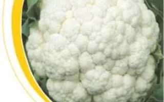 Белокочанная капуста на фоне с желтой дугой - Хельсинки F1