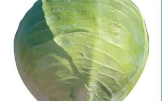 Свежая капуста Хитоми F1