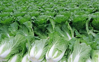 Field of Kholodok cabbage