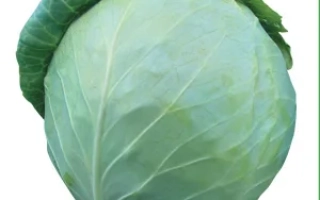 Свежая капуста Хонка F1