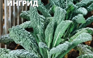 Семена капусты листовой Ингрид на упаковке