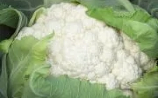 Белокочанная капуста - Ирен