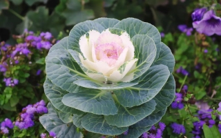 Cabbage head of variety IKORKA against purple flowers