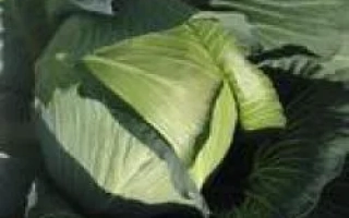 Свежая капуста сорта Итон F1 на грядке