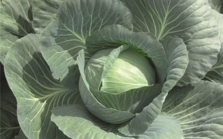 Свежая капуста Джубили F1