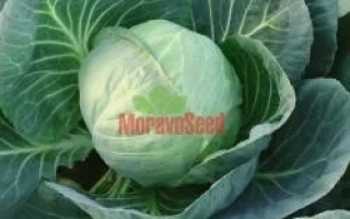 Капуста сорта MoravoSeed на фоне листьев - Калибро F1