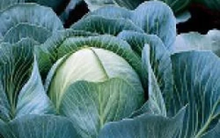 Свежая капуста на грядке - Калорама РЦ F1