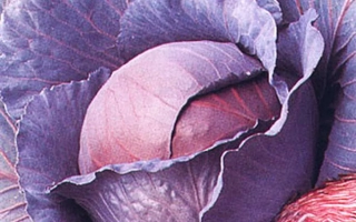 Крупный план фиолетовой капусты - КАМЕННАЯ ГОЛОВКА 447