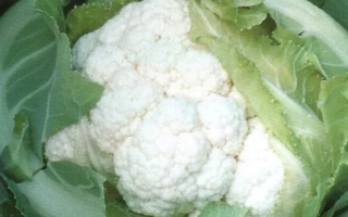 Белокочанная капуста сорта Кандид Шарм F1