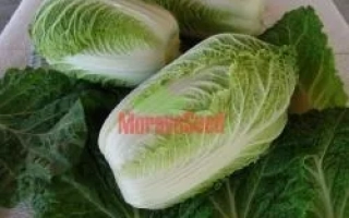 Капуста сорта Capitol F1 на белом фоне с логотипом MoranSeed - КАПИТОЛ F1