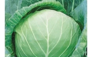 Капитолина