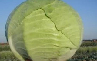 Крупный план капусты на фоне поля - КАПОРАЛ F1