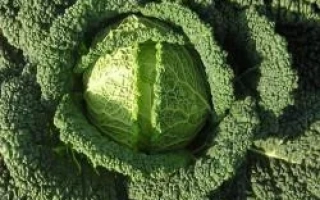 Свежая капуста Каприццио F1