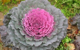 Розетка капусты Каприз на грядке